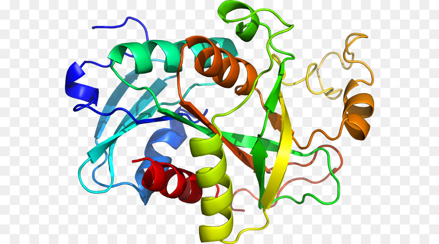 Protein Yapısı，Molekül PNG