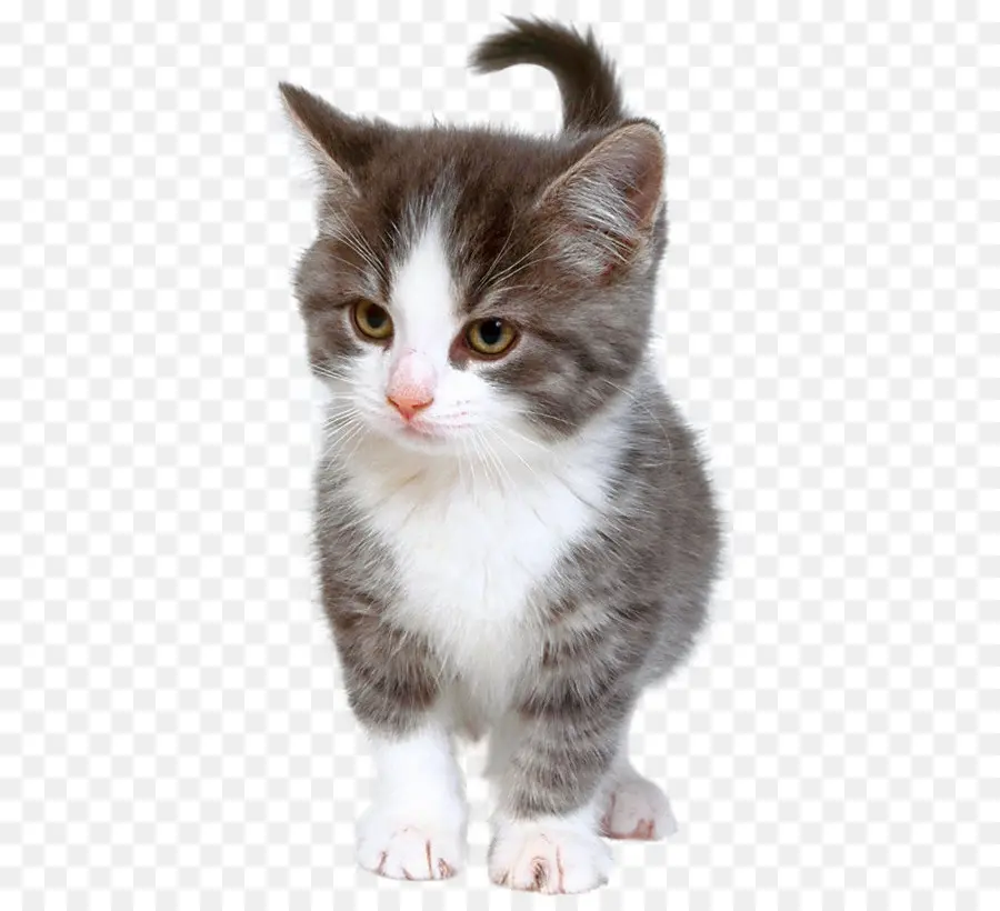 Küçük Sevimli Kedi Yavrusu，Kedi PNG