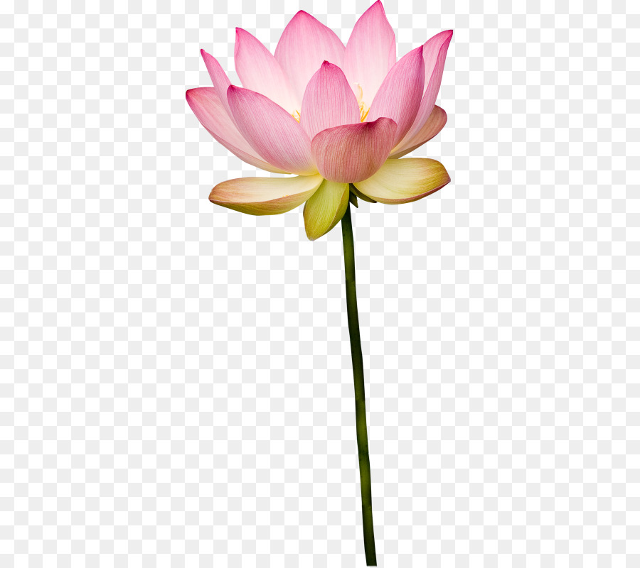 Pembe Lotus，Çiçek Açmak PNG