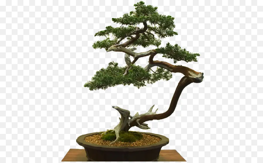 Bonsai Ağacı，Minyatür PNG