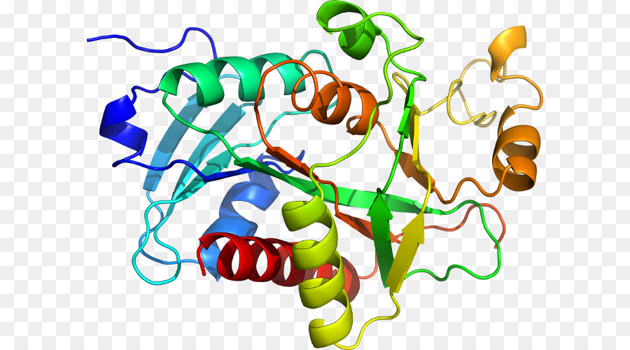 Protein Yapısı，Molekül PNG