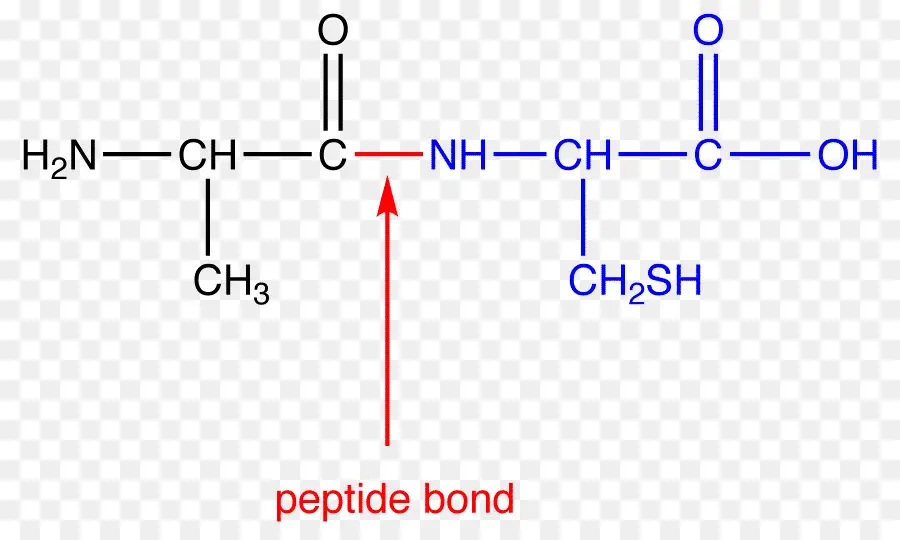 Peptit Bağı，Amino Asit PNG