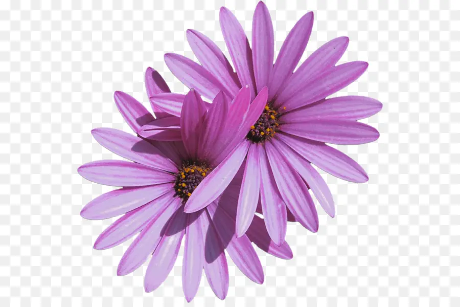Ortak Daisy，çiçek PNG