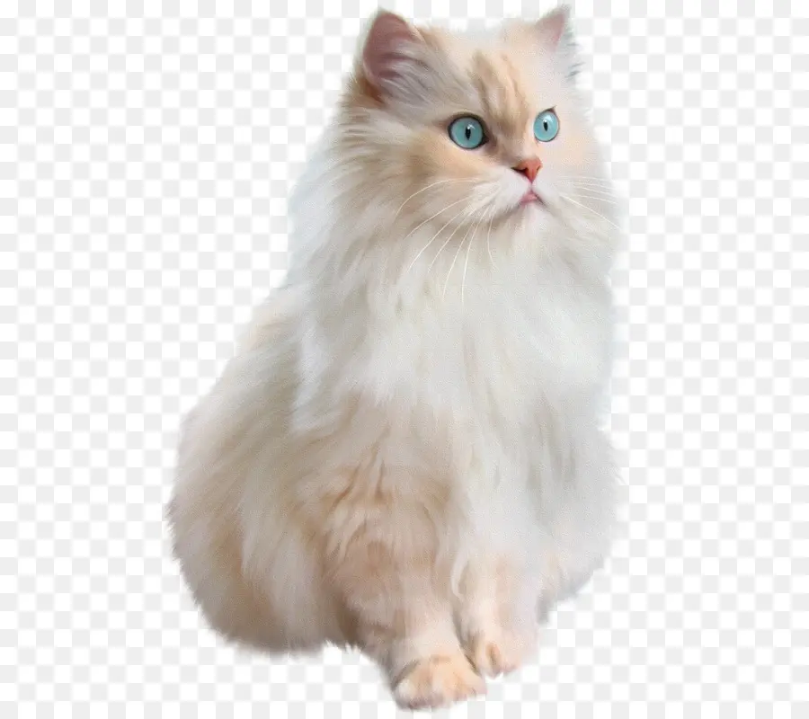 Kabarık Kedi，Yavru Kedi PNG