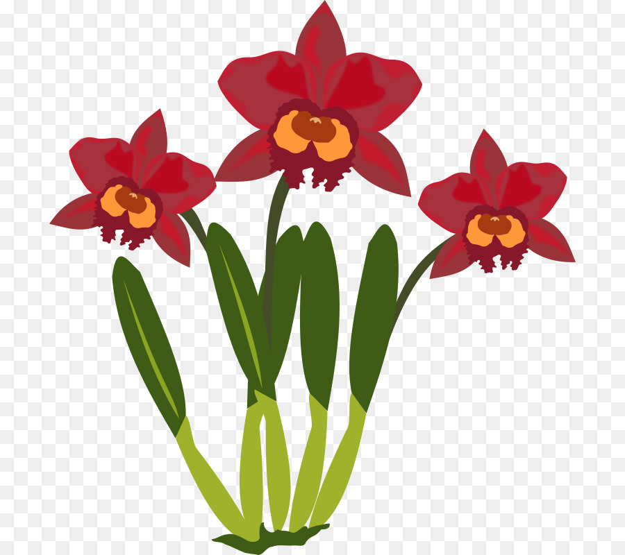 Cattleya Orkideleri，Orkide PNG