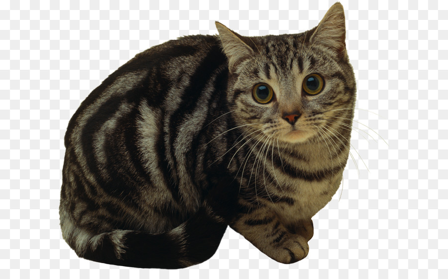 Kedi，Evcil Hayvan PNG