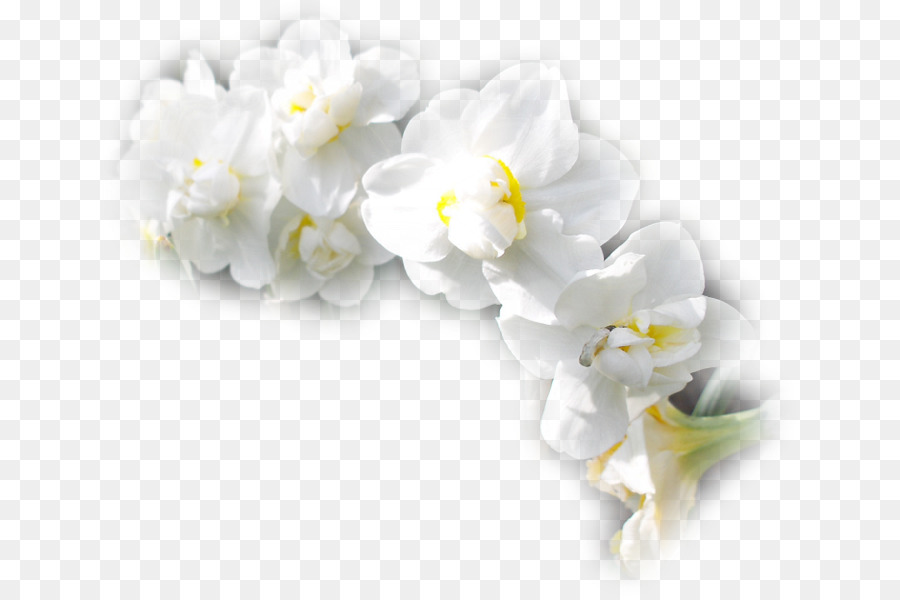 çiçek，Güve Orkide PNG