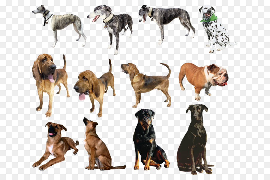 Köpek ırkı，Labrador Retriever PNG