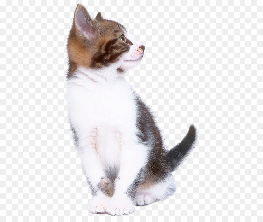 Kedi，8 Mart PNG