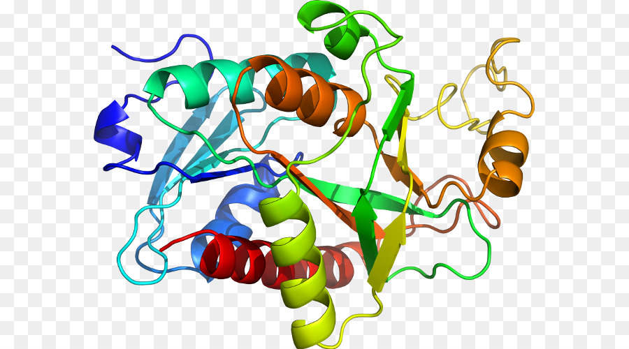 Protein Yapısı，Molekül PNG