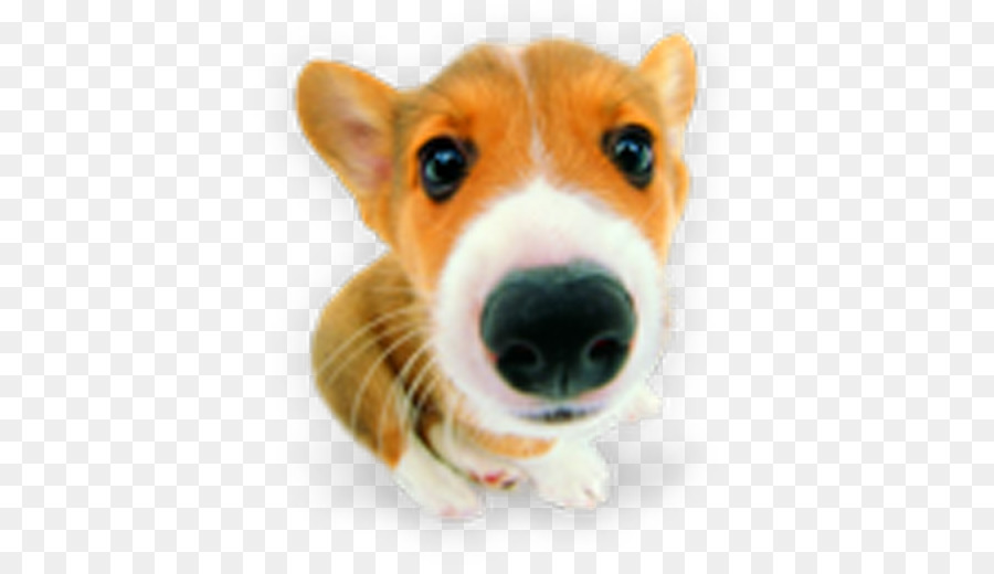 Köpek Yavrusu，Pembroke Galler Corgi PNG