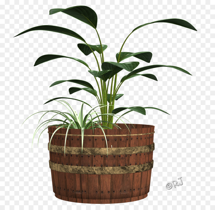 Arecaceae，Saksı PNG