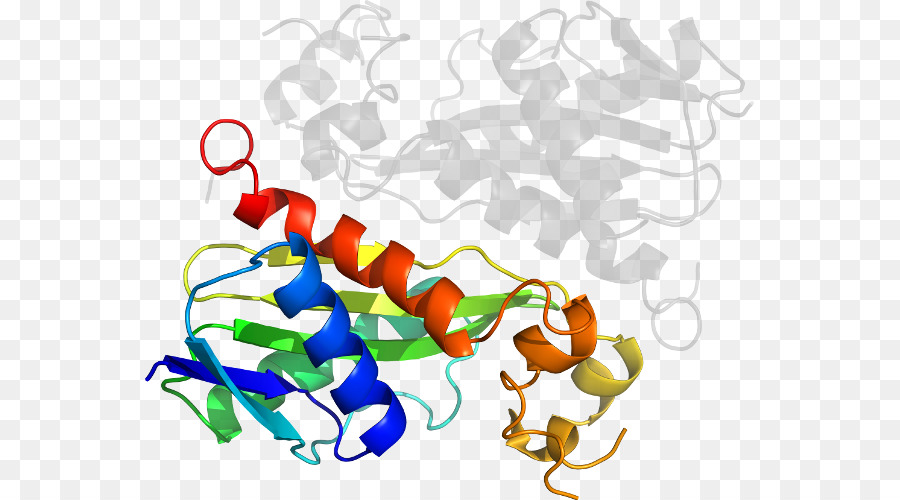 Protein，Molekül PNG