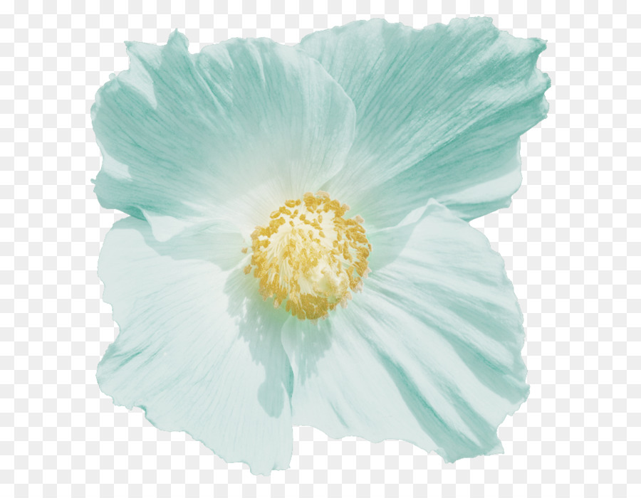 Mallows，Poppy Aile PNG