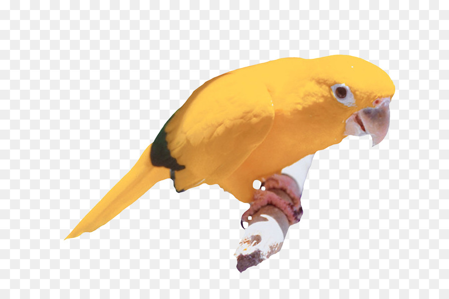 Dalğalı Papağanlar，Kuş PNG