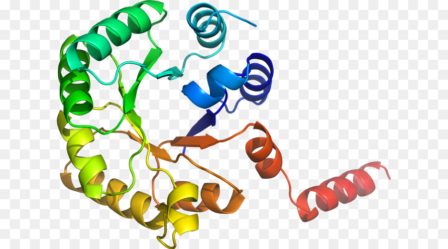 Protein Yapısı，Molekül PNG