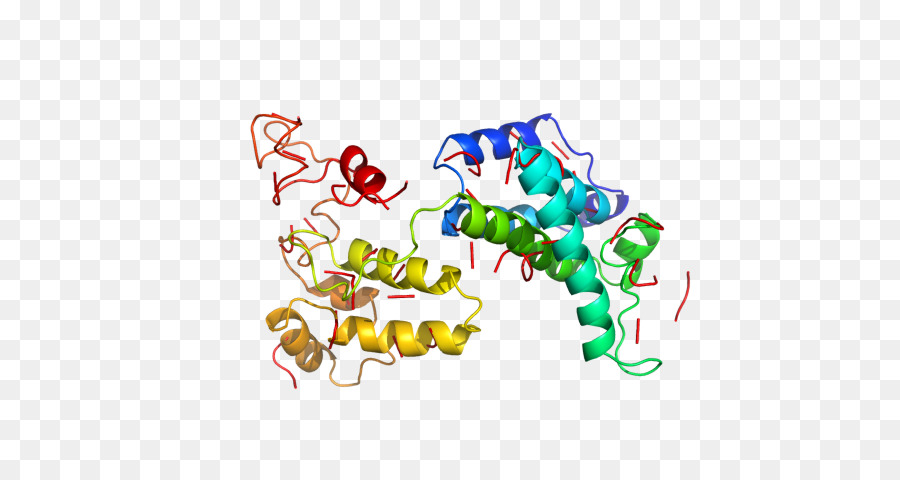 Protein Yapısı，Molekül PNG