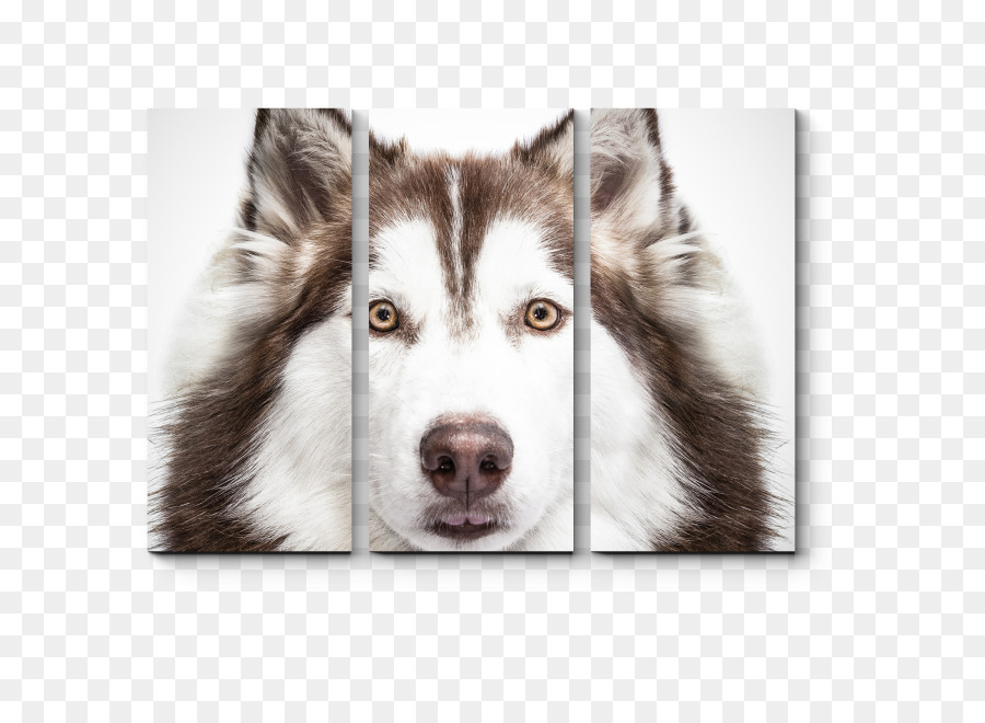 Husky Portresi，Kapatmak PNG