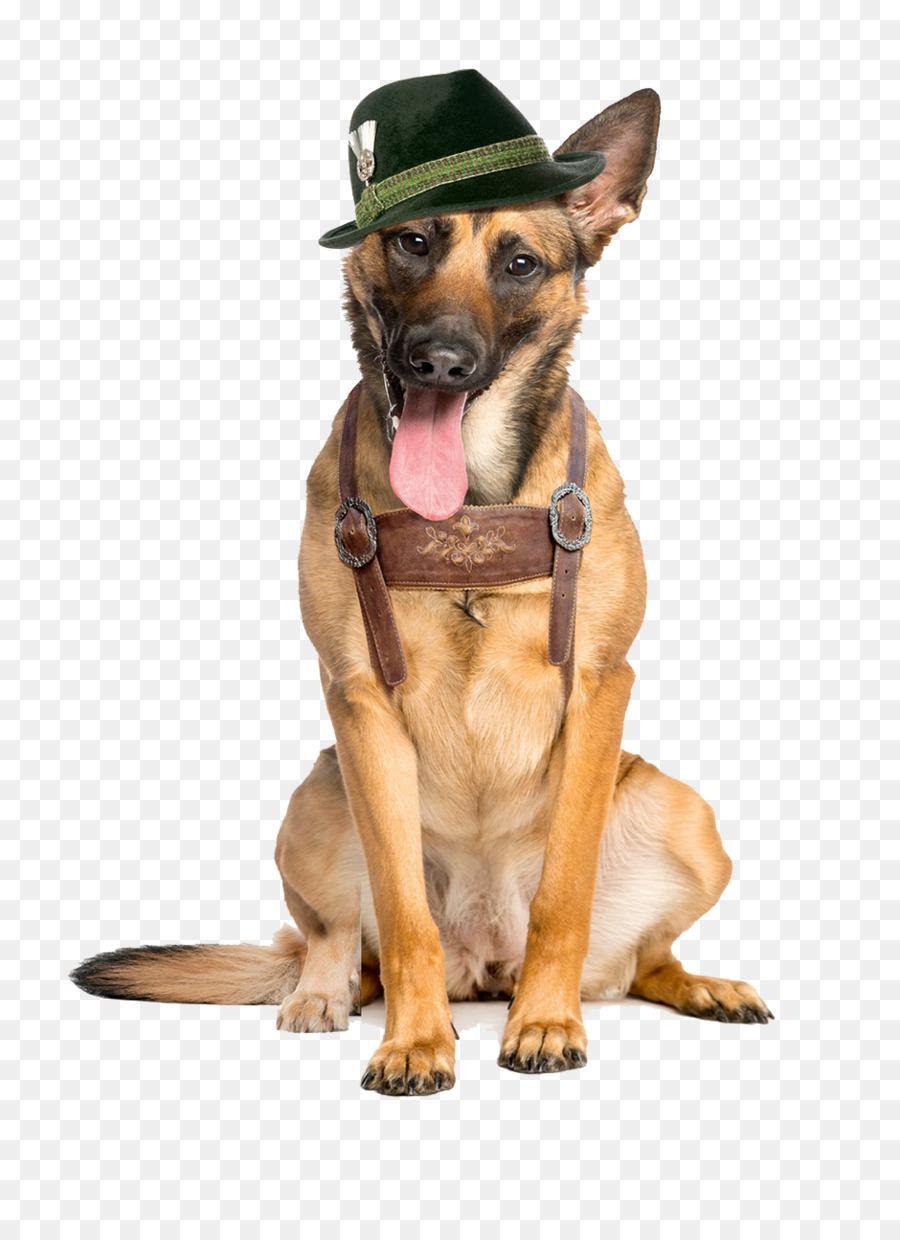 Şapkalı Köpek，Köpek PNG