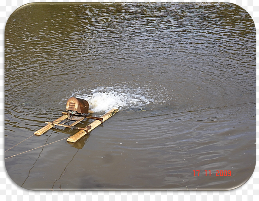 Tilapia，Balık PNG