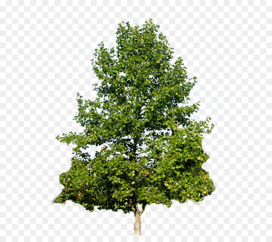 Ağaç，Raster Grafik PNG