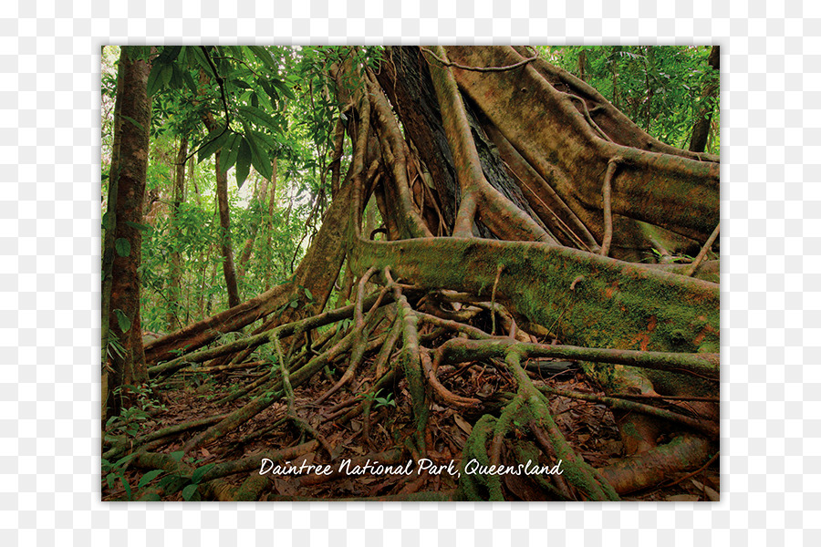 Daintree Ulusal Parkı，Daintree PNG