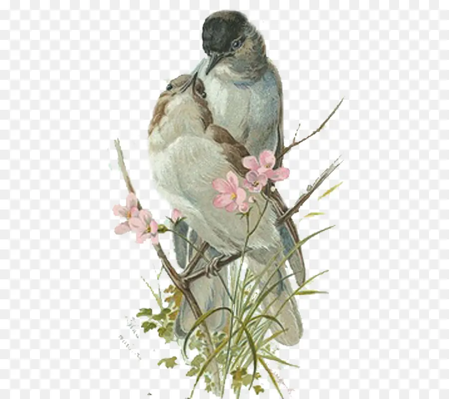 Kuş，Kağıt PNG