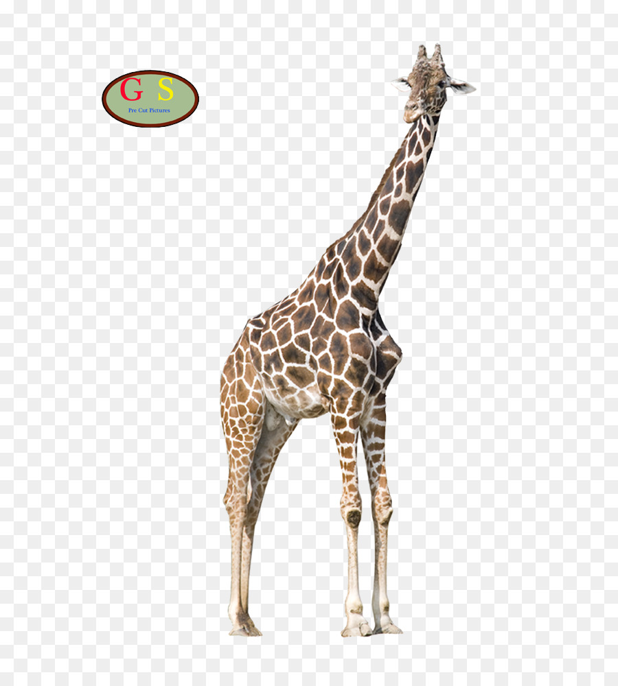 Aiemu，Zürafa PNG