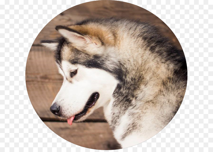 Minyatür Sibirya Husky，Sakhalin Husky PNG