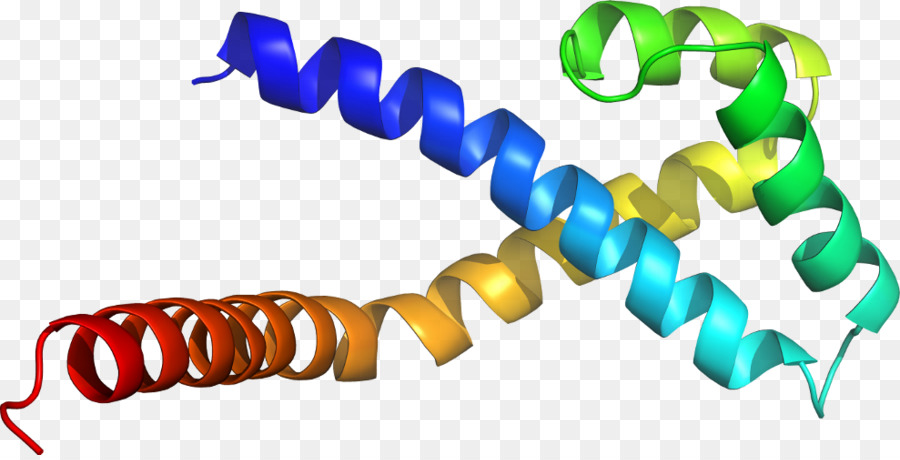 Protein Sarmalı，Molekül PNG