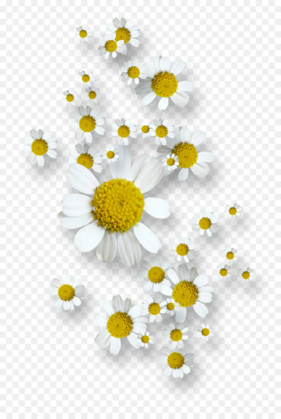 çiçek，Papatya PNG