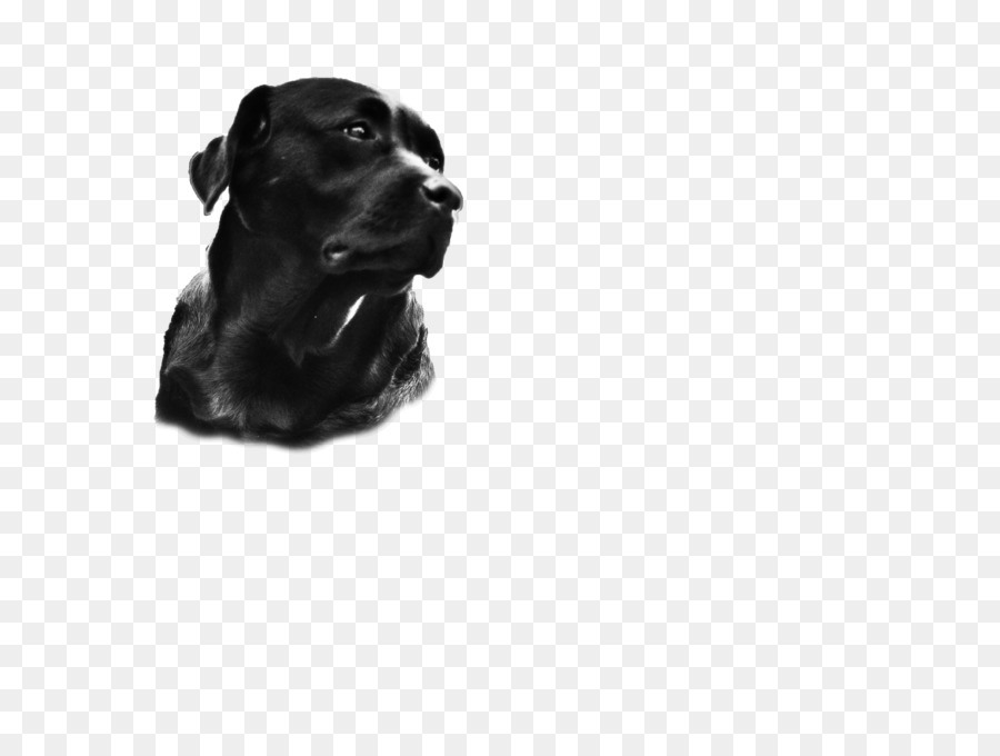 Labrador Retriever，Köpek Yavrusu PNG