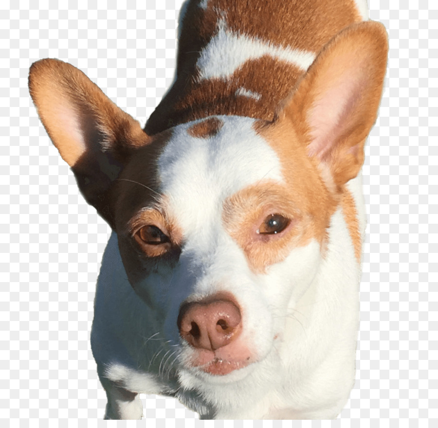 Minyatür Fox Terrier，Köpek ırkı PNG
