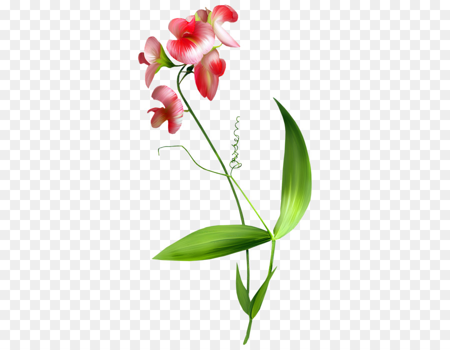 çiçek，Blume PNG