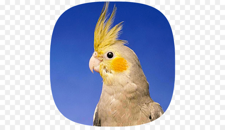 Sultan Papağanının，Kuş PNG