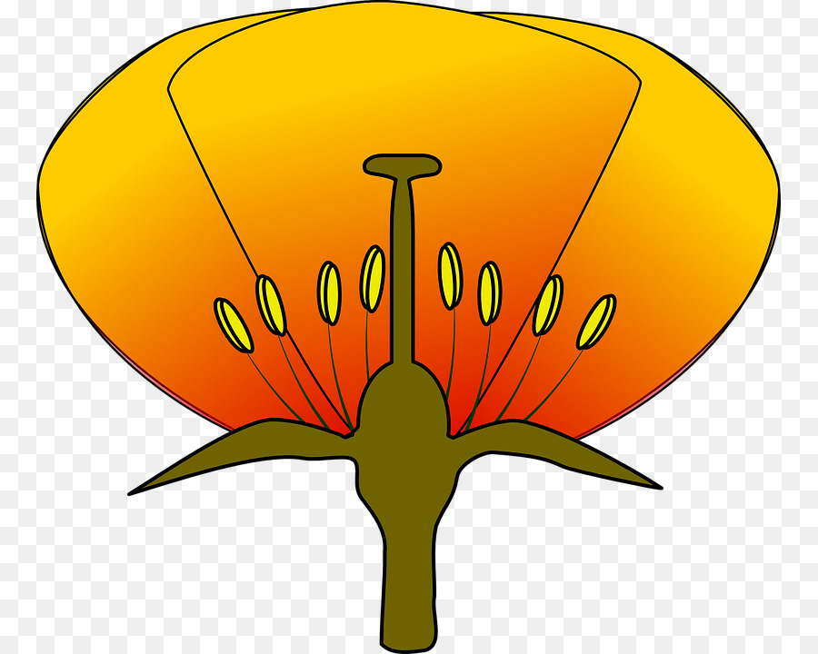 Diyagramı，çiçek PNG