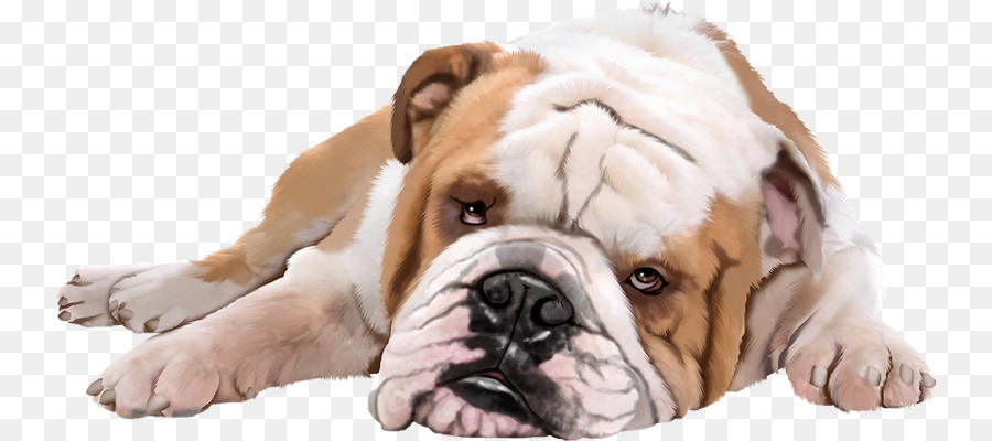 Köpek，Köpek Yavrusu PNG