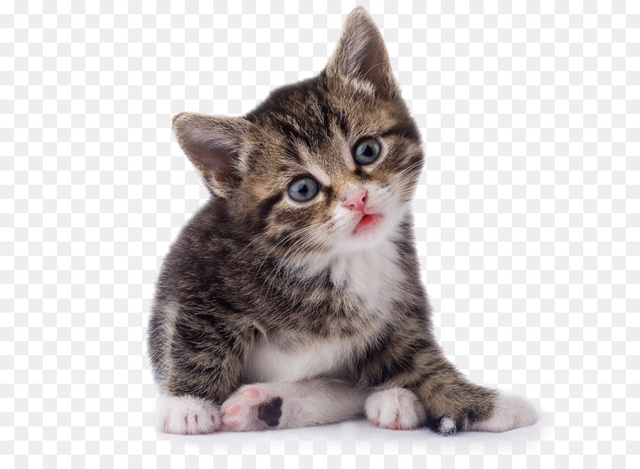 Sevimli Kedi Yavrusu，Kedi PNG