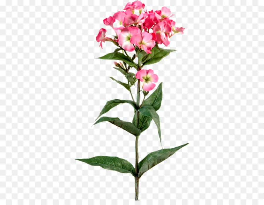 Bitki Kök，çiçek PNG