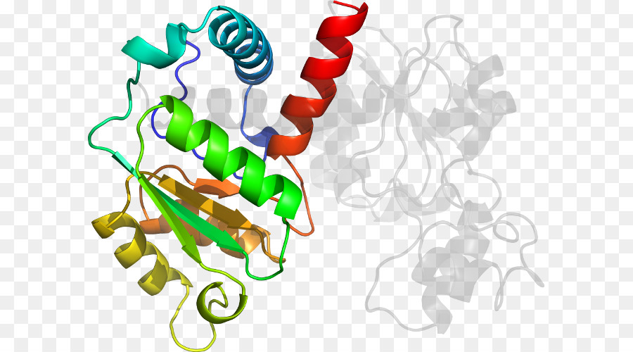 Protein Yapısı，Biyoloji PNG