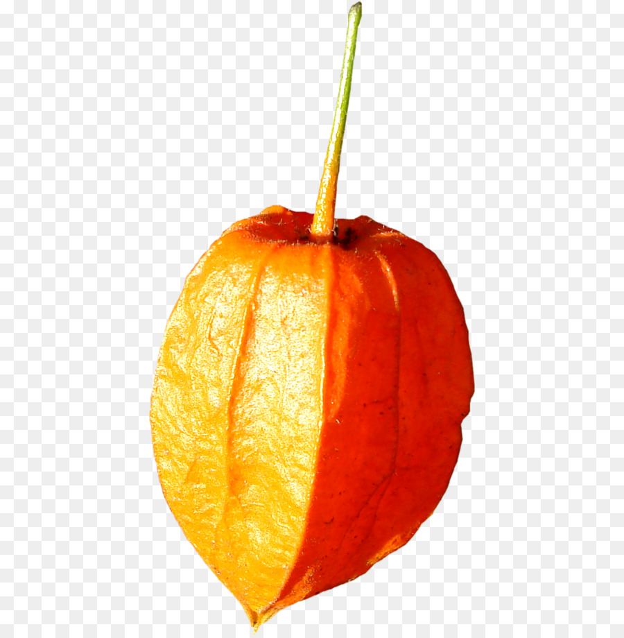 Kabak，Clementine PNG