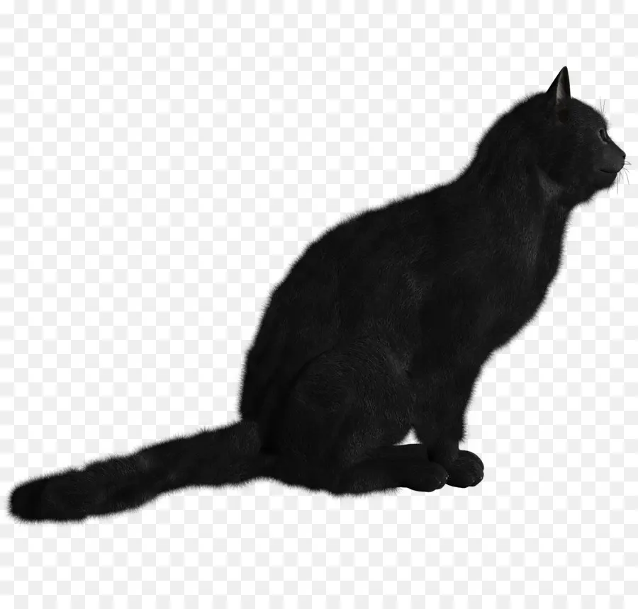 Kara Kedi Silüeti，Kedi PNG