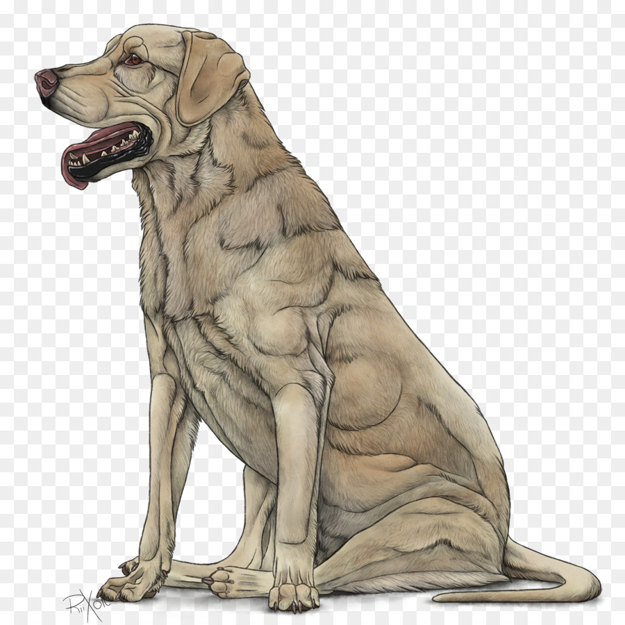 Köpek ırkı，Labrador Retriever PNG