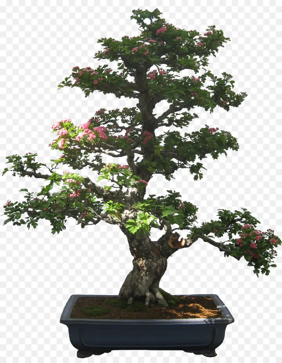 Bonsai Ağacı，Minyatür PNG