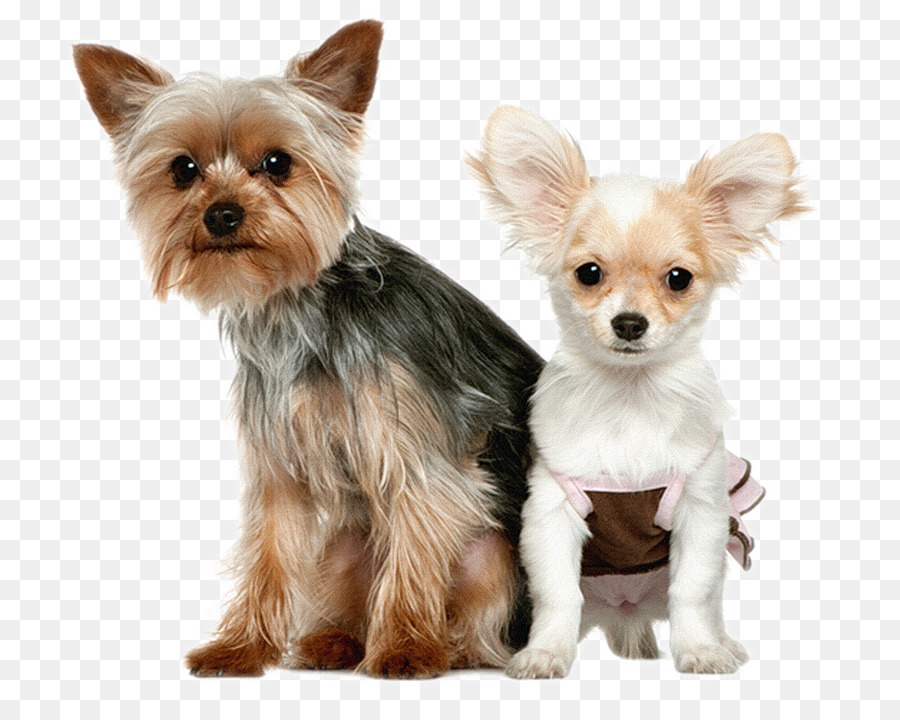 Papillon Köpeği，Evcil Hayvan PNG