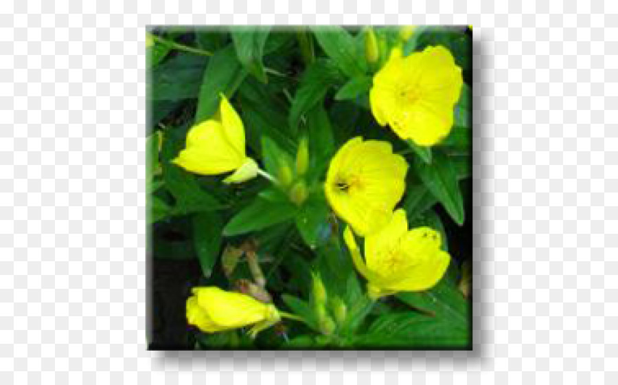 Oenothera Fruticosa，ömer Güven PNG