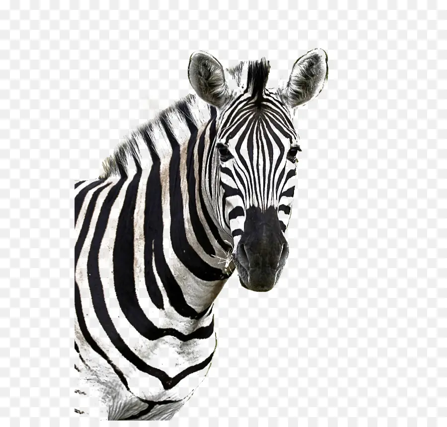 Zebra，Çizgili PNG