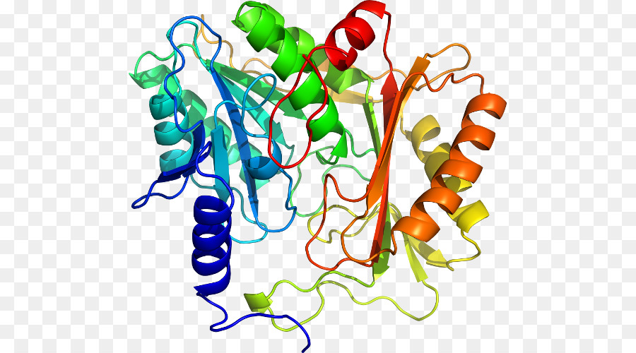 Protein，Molekül PNG