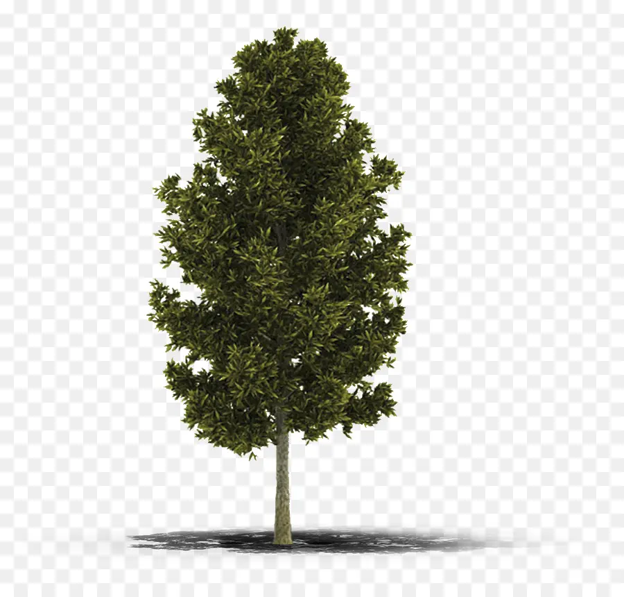 3d Modelleme，Ağaç PNG