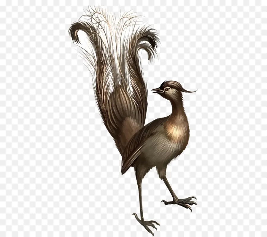 Bu Lyrebird çağırdığında，Ornitorenk PNG